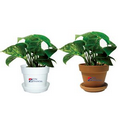 Tropical Plant / Pothos in Pot